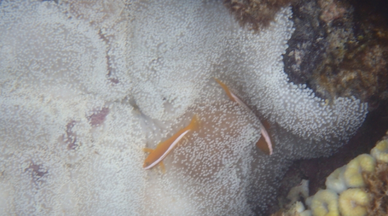 �D�P���E�Y��̔Y�݂Ɂb��������p�����N���[���I�y���C�h�o�C�}���z
���T�C�g